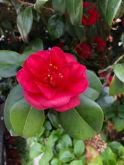 red rose in garden