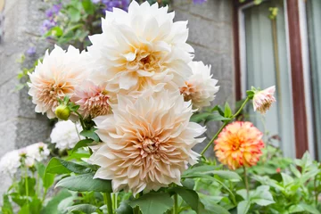  Dahlia Cafe au Lait flower plant growing in summer cottage garden © Clickmanis