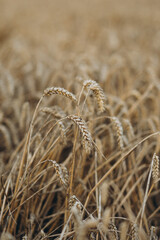 Fototapeta premium Close up of wheat ears, field of wheat in a summer day. harvesting period