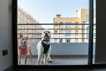 A pair or two dogs standing at the balcony with some building at the background