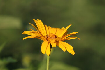 yellow flower on a green background