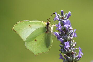 butterfly on a flower