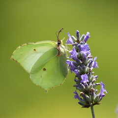 butterfly on flower