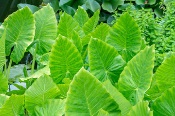 Leaves of Colocasia, a Plan whose origin in in the South East of Asia