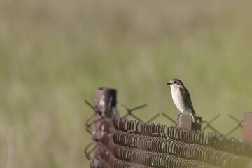 bird gander, little bird, Poland