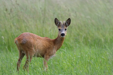 deer in the grass