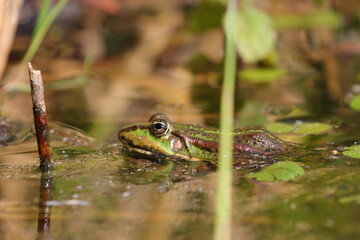 frog in the pond
