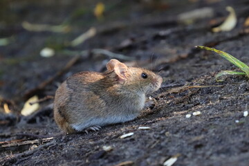 Little gray mouse in the wild