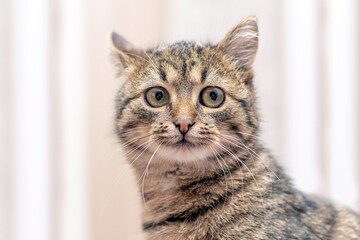 Fototapeta premium Cute tabby cat with big eyes on a light blurred background