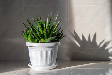 Succulent houseplant Haworthia in a pot