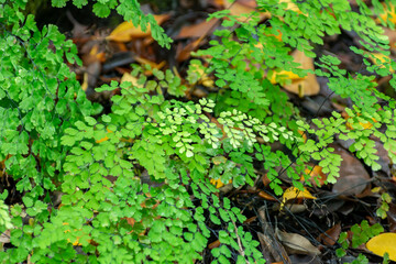 Adiantum Capillum-Veneris Green Leaves in summer