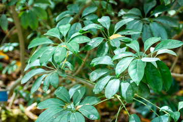 Schefflera Actinophylla plant in Summer