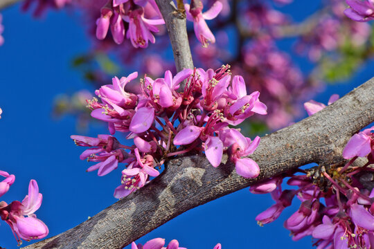 flowering Judas tree // bl&uuml;hender Judasbaum (Cercis siliquastrum) - Kato Olympos, Greece