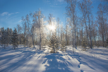 Winter snowy forest lit by the sun