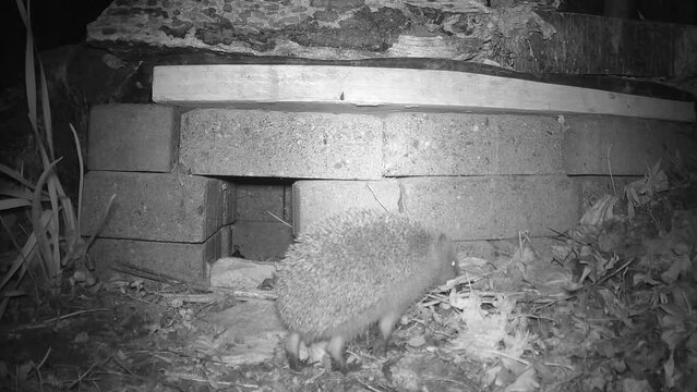 nachtaktiver Kleinohrigel (Erinaceus sp.) vor seinem Igelhaus