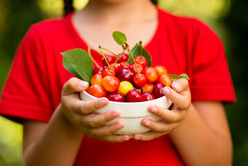 A cute girl of 6 years old in a red dress picks cherries in the garden at sunset. Summer....
