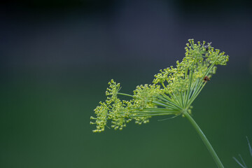 dill flower on blurry garden background