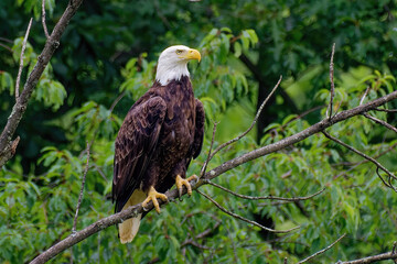 American Bald Eagle in Windsor in Upstate NY.  Beautiful Adult Bald Eagle in Summer in Broome County NY.  Eagle perched on a tree branch.