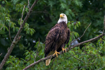 American Bald Eagle in Windsor in Upstate NY.  Beautiful Adult Bald Eagle in Summer in Broome County NY.  Eagle perched on a tree branch.