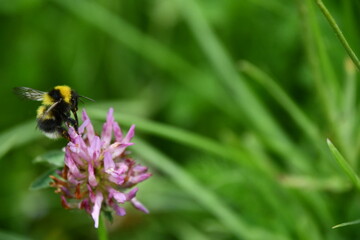 Bumblebee, bumblebee, bumble bee, bumble-bee, humble-bee