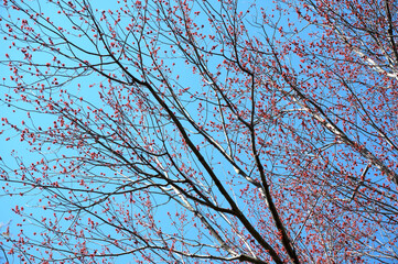  Spring tree branches with young leaves against blue sky. Nature background. 