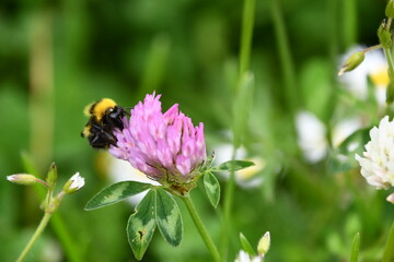 Bumblebee, bumblebee, bumble bee, bumble-bee, humble-bee