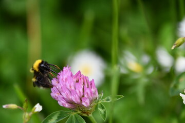 Bumblebee, bumblebee, bumble bee, bumble-bee, humble-bee