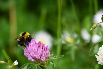 Bumblebee, bumblebee, bumble bee, bumble-bee, humble-bee