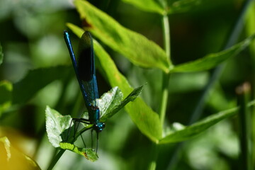 Dragonfly, Damselflies, Calopteryx splendens, Banded Demoiselle, Brídeog Bhandach, macro - closeup photography