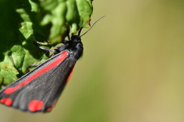 Cinnabar (Tyria jacobaeae), butterfly, macro photography