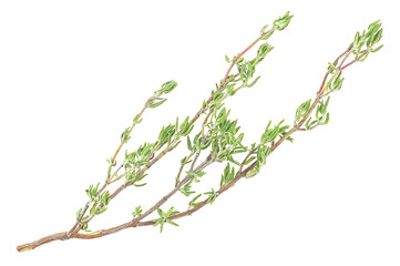 Organic fresh thyme spice isolated on a white background, top view. Twig of thyme.