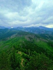 forest in the mountains