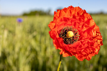 rote Klatschmohnblüte