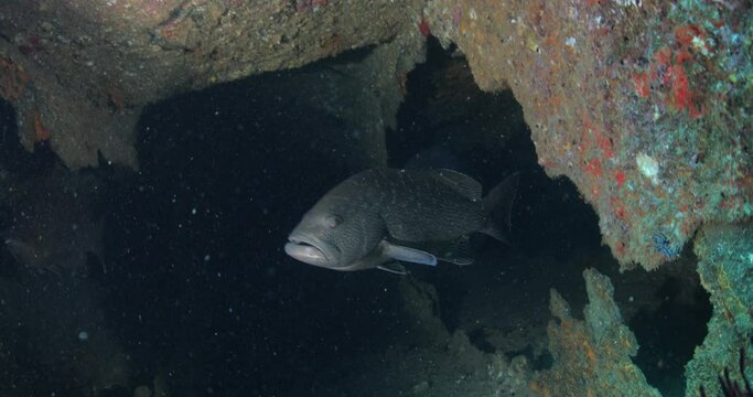 Reef fishes from the sea of cortez, mexico