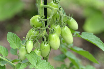 ミニトマト　アイコ