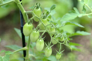 ミニトマト　アイコ