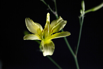 Obraz premium ユウスゲ