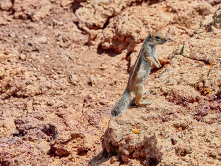 Ardilla Fuertventura