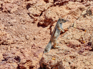 Ardilla Fuertventura
