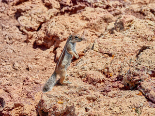 Ardilla Fuertventura