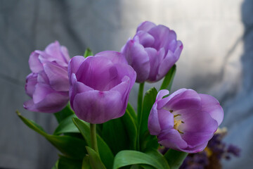 Fototapeta premium Close-up photo of tulips with lilac petals in partial defocus together with gray background