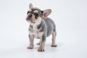 Cute little French bulldog puppy Sitting on white background
