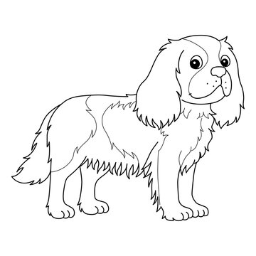 recommend clip art: Cavalier King Charles Spaniel Isolated Coloring 