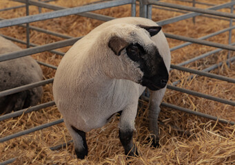 Black and white sheep stood in a pen © Colleenashley