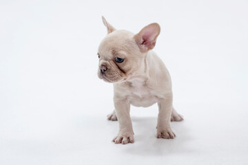 Cute little French bulldog puppy Sitting on white background