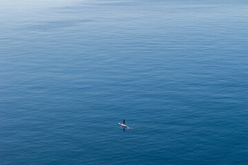 Top view of a group of surfers in the water. Guys and girls are waiting for a wave. Some just swim. Sandy bottom. The rays of the sun on the water. Small waves. Colored boards