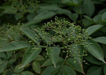 Elderberries forming on the bush in summer