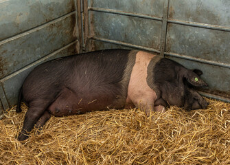 Saddleback pig asleep in a pig pen