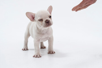 Cute little French bulldog puppy Sitting on white background