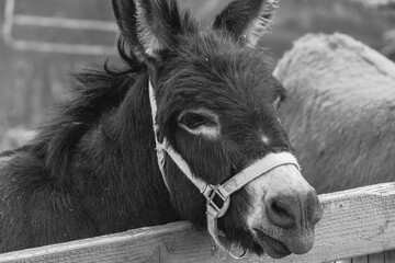 A closeup portrait of a donkey in black and white.